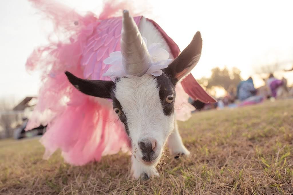 Goat Yoga | #Goat Yoga, 26601 S Val Vista Dr, Gilbert, AZ 85298, USA | Phone: (480) 269-4144