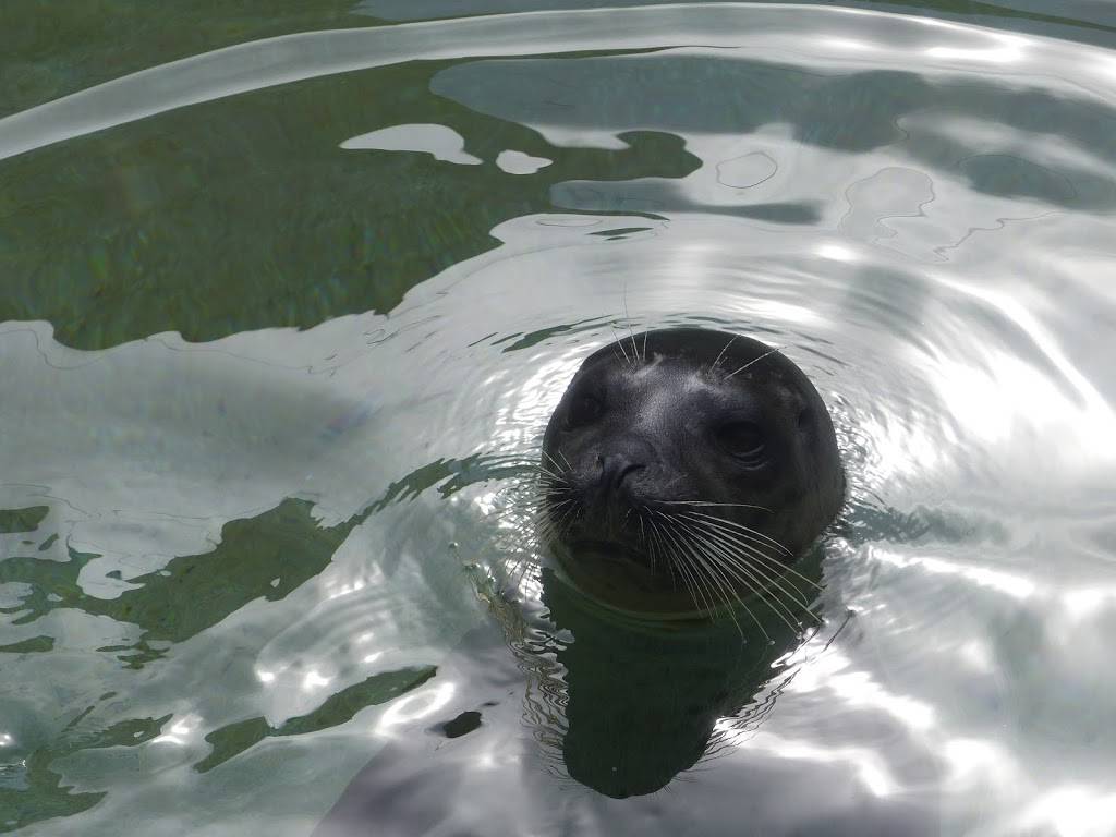 Sea Lion and Seal Feeder Pool | Unnamed Road, Key Biscayne, FL 33149, USA