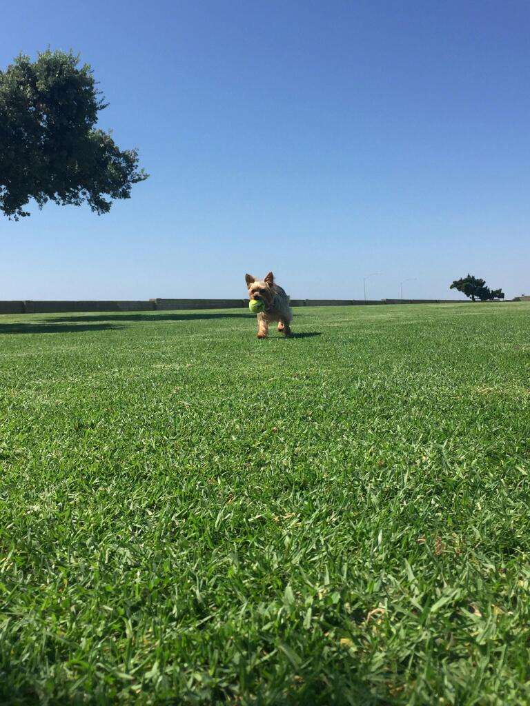 Coronado Cays Dog Park | Coronado, CA 92118, USA