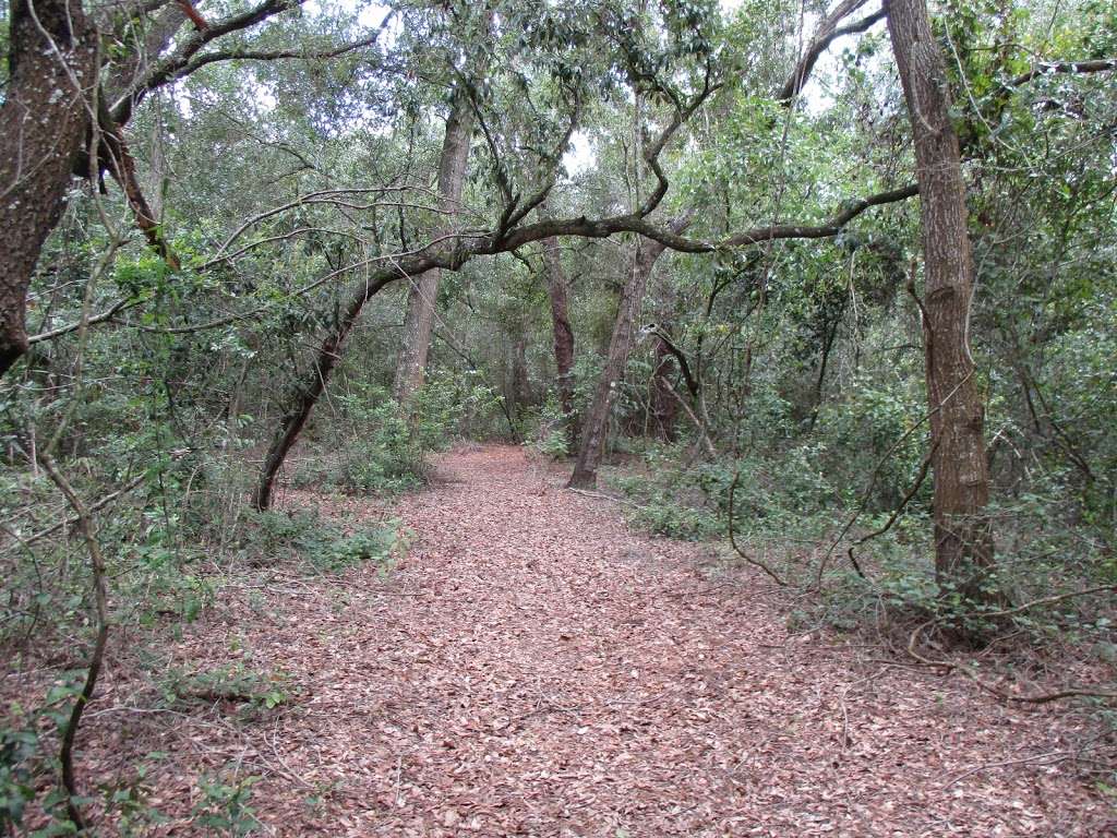 Barbara B. Pedersen Wildlife Preserve | 6609 N Scenic Hwy, Lake Wales, FL 33898, USA | Phone: (863) 678-1237