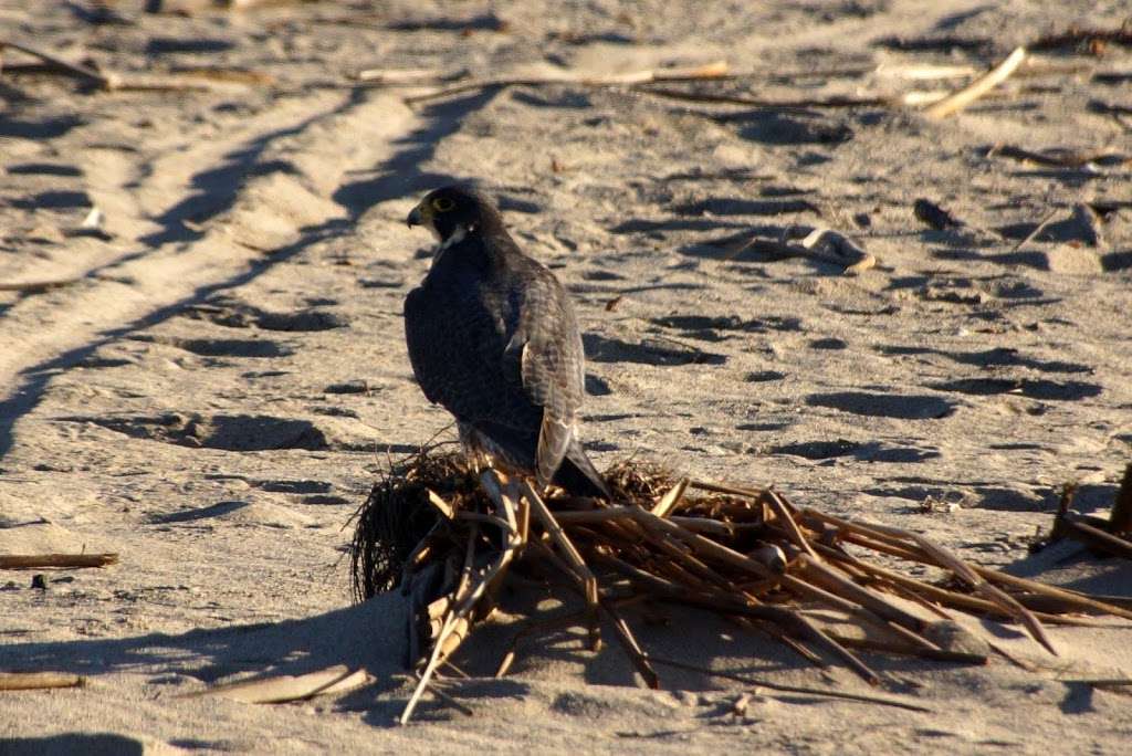 Santa Clara Estuary Natural Preserve | Oxnard, CA 93036, USA