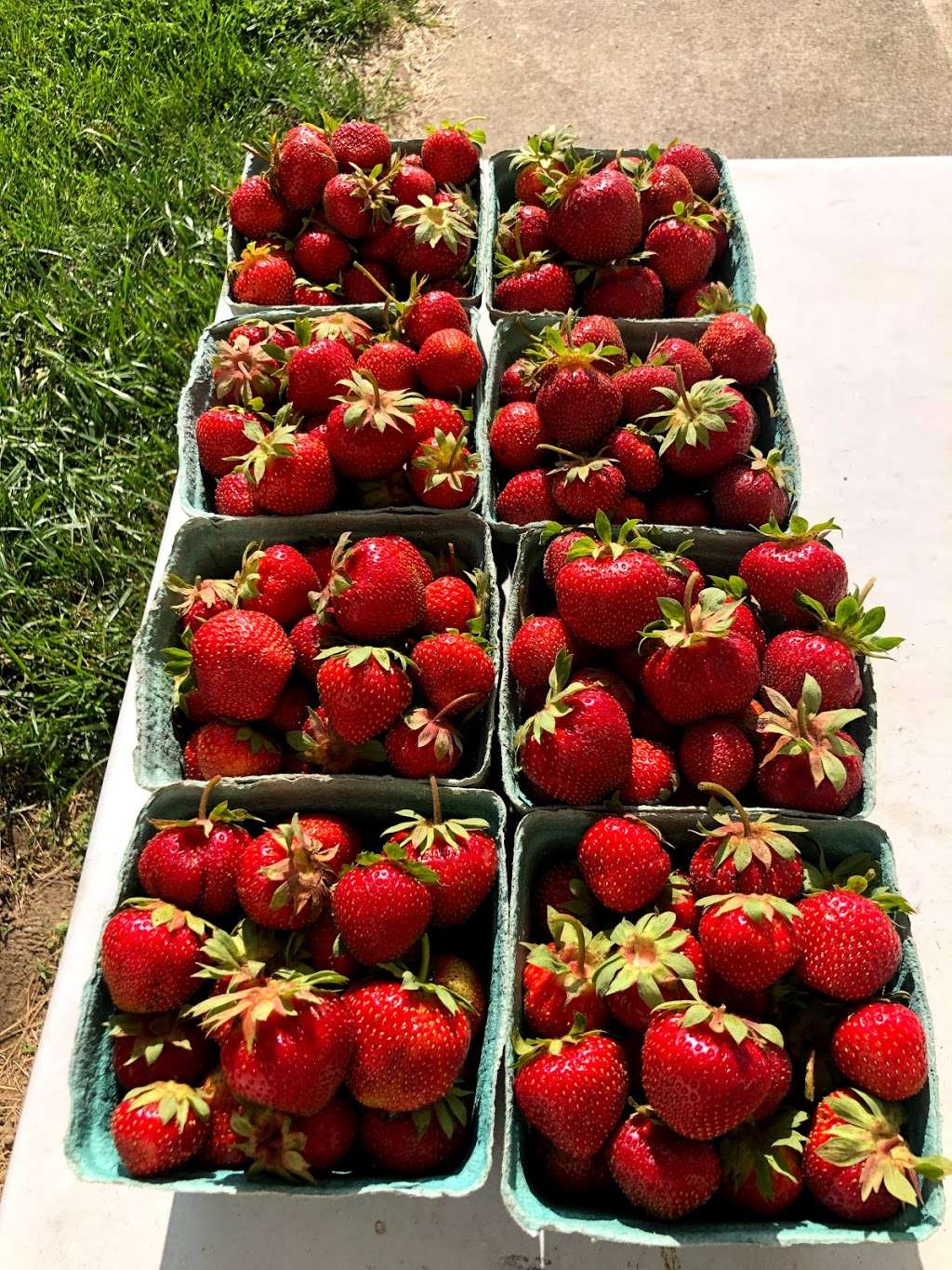 Zieglers U-Pick Strawberries | 61950 Crumstown Trail, North Liberty, IN 46554, USA | Phone: (574) 344-7035