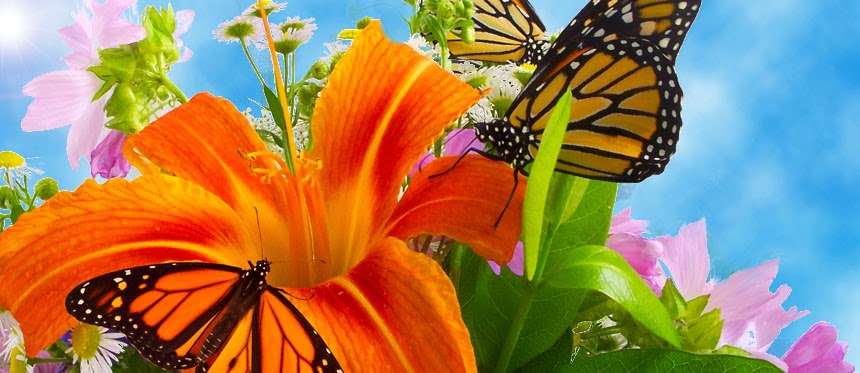 Cloverlawn Butterflies | Orlando, FL 32806, USA | Phone: (407) 896-8389
