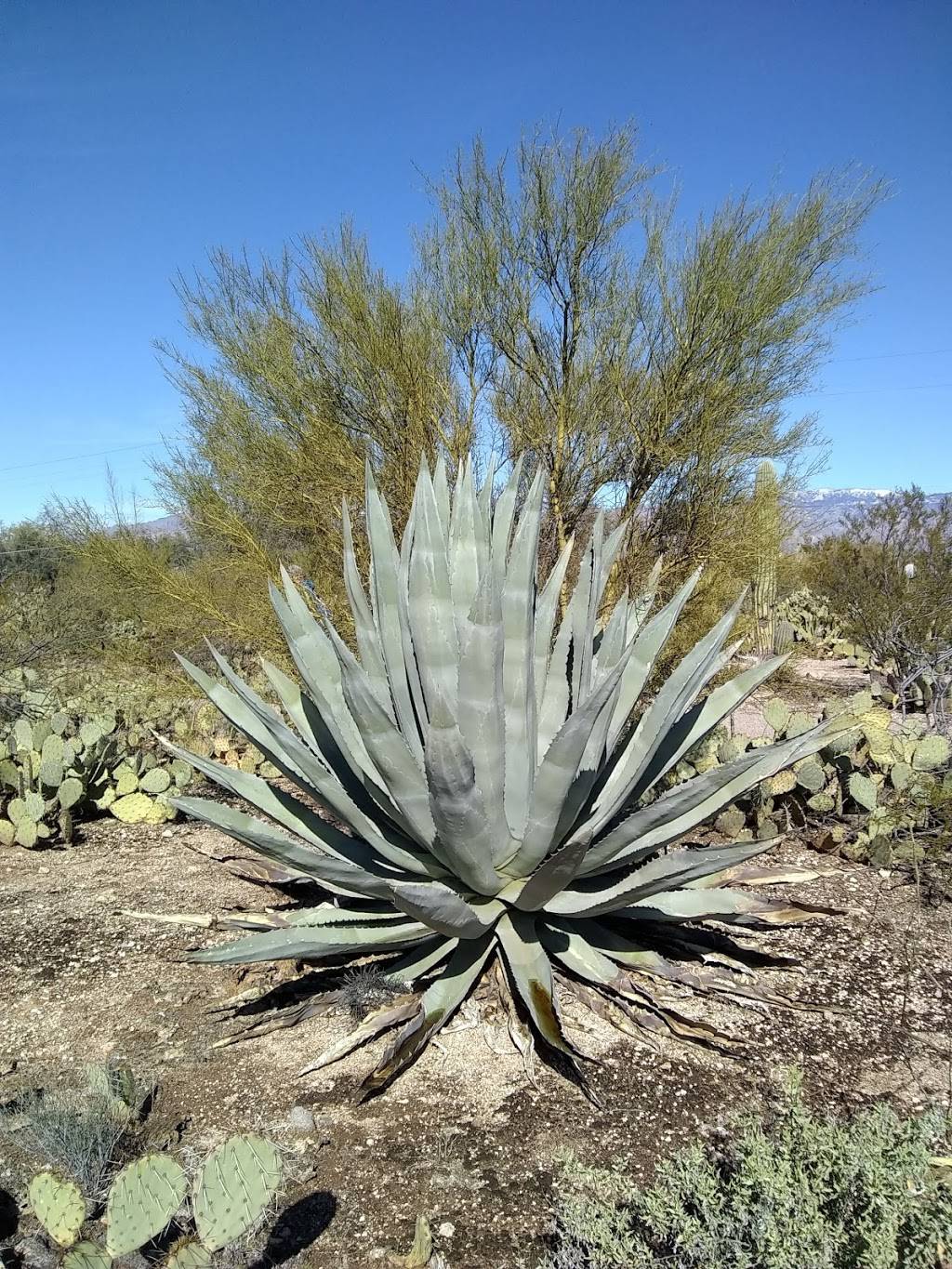 CASE NATURAL RESOURCE PARK | 9815 E Kenyon Dr, Tucson, AZ 85748, USA | Phone: (520) 791-4873