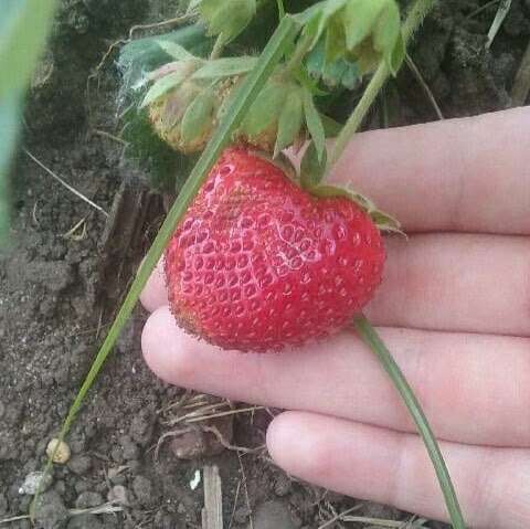 Zieglers U-Pick Strawberries | 61950 Crumstown Trail, North Liberty, IN 46554, USA | Phone: (574) 344-7035