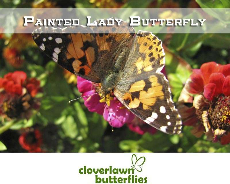 Cloverlawn Butterflies | Orlando, FL 32806, USA | Phone: (407) 896-8389