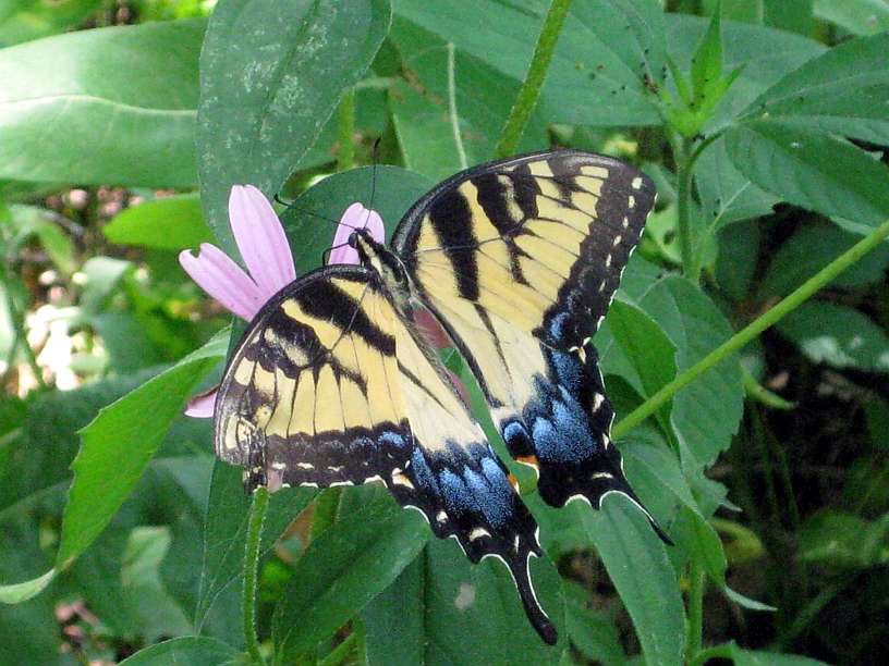 Esther OConnor Wildflower Prairie | Blue Springs, MO 64015, USA | Phone: (816) 795-8177