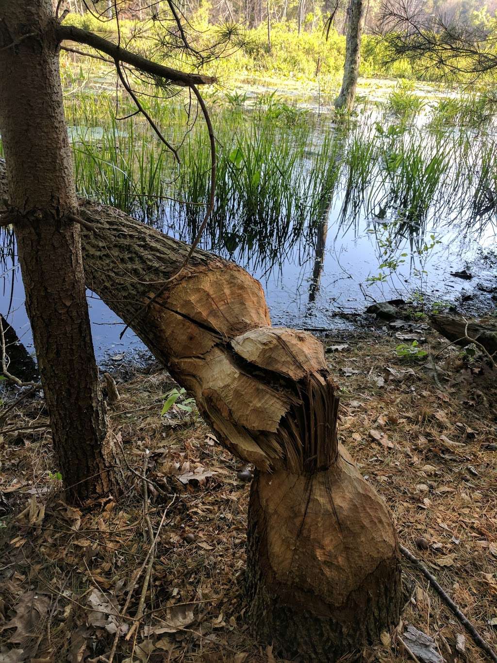 John C. Phillips Wildlife Sanctuary | Boxford, MA 01921, USA