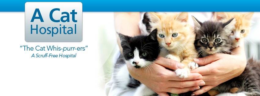 A Cat Hospital | 2758 N Green Valley Pkwy, Henderson, NV 89014, USA | Phone: (702) 454-4400