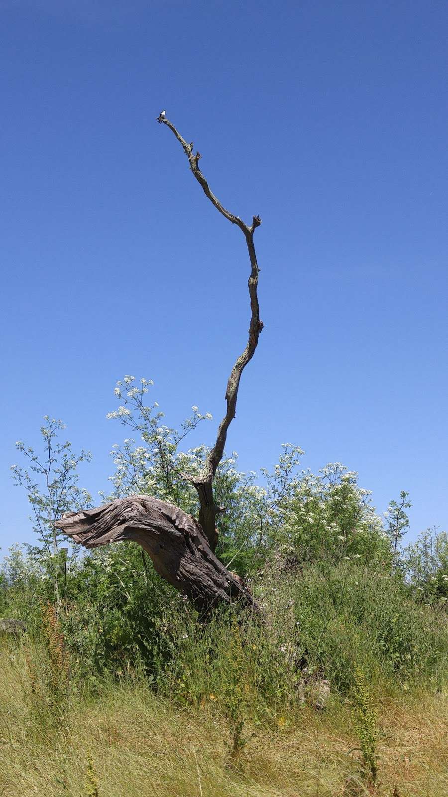 Laguna Wetlands Preserve | Sebastopol, CA 95472, USA | Phone: (707) 823-6167