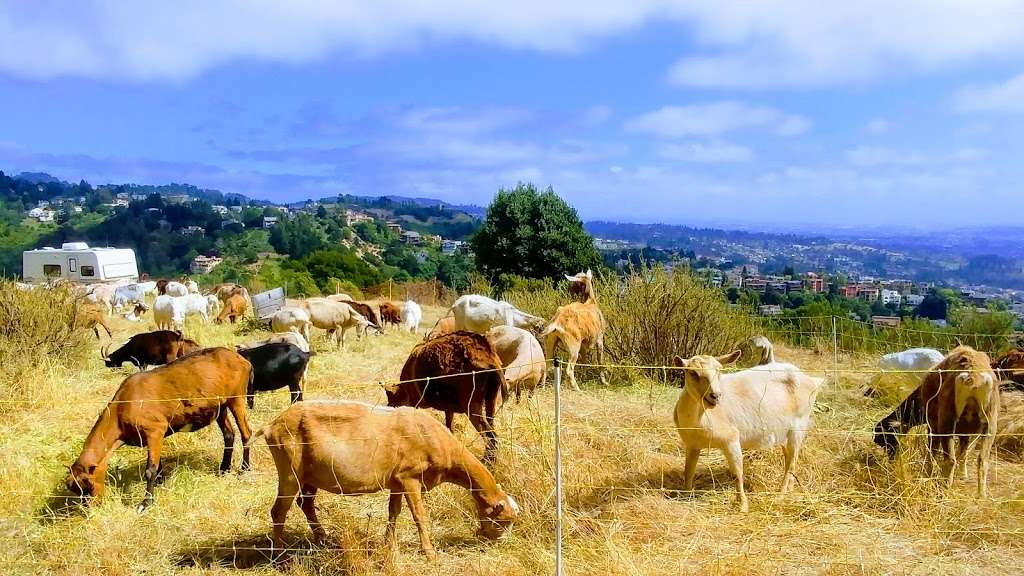 Claremont Canyon Regional Preserve | Claremont Ave, Berkeley, CA 94705, USA | Phone: (888) 327-2757