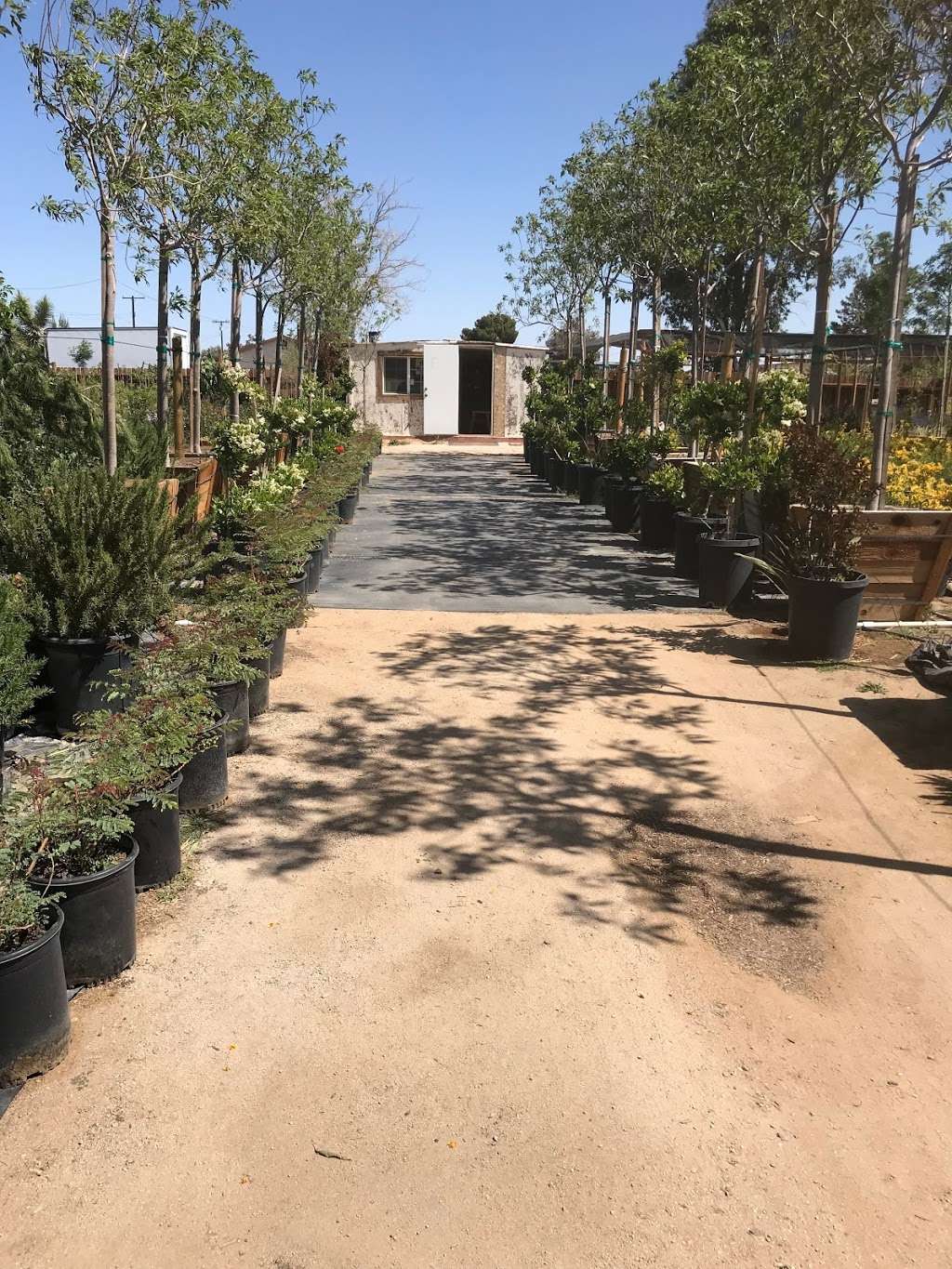 GreenBrush Nursery | 40529 12th St W, Palmdale, CA 93551, USA | Phone: (661) 266-9137