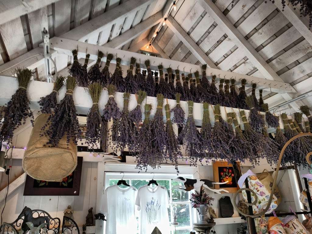 Blooming Hill Lavender Farm | 19929 Telegraph Springs Rd, Purcellville, VA 20132, USA | Phone: (703) 431-0779