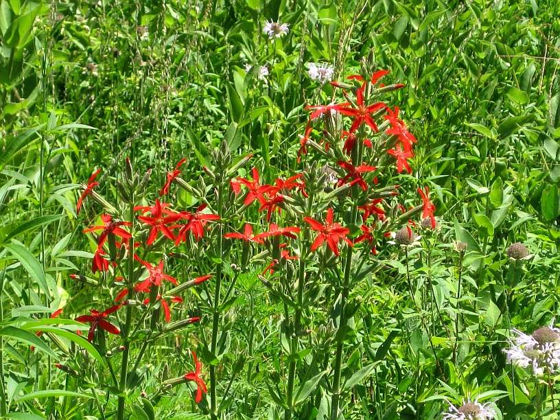 Esther OConnor Wildflower Prairie | Blue Springs, MO 64015, USA | Phone: (816) 795-8177