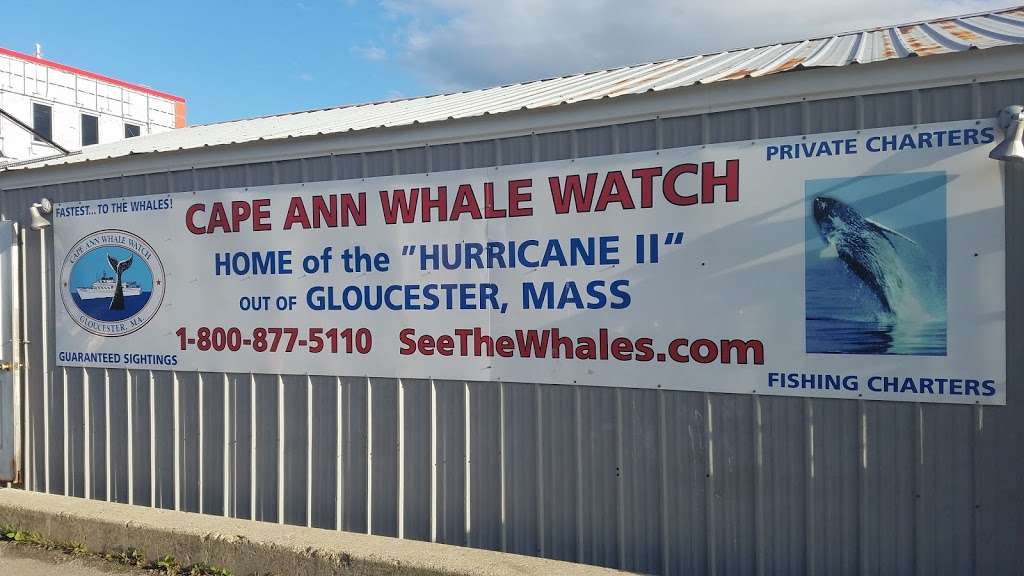 Cape Ann Whale Watch | 415 Main St, Gloucester, MA 01930, USA | Phone: (978) 283-5110