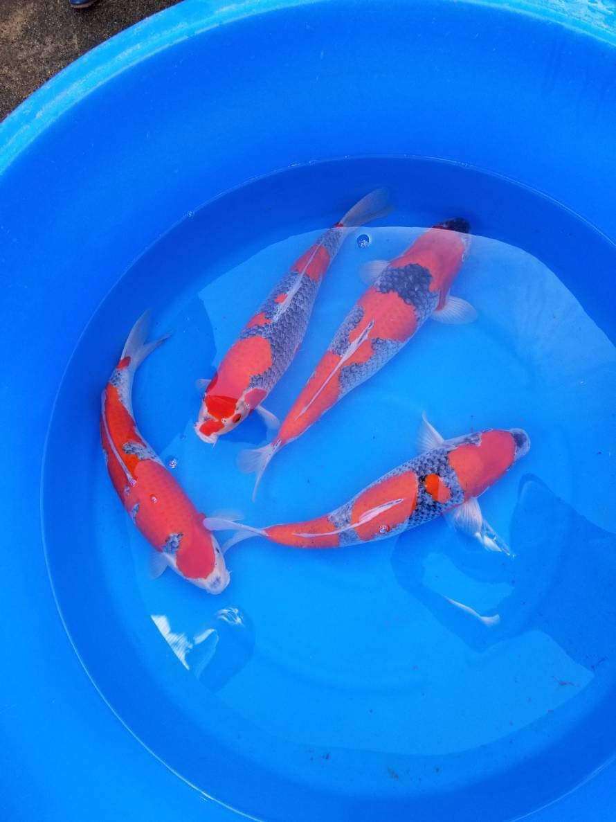 Bristol Koi Farm | 3150 SW 137th Terrace, Davie, FL 33330, USA | Phone: (561) 414-6722