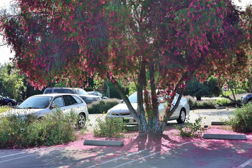 Huntington Library Parking | San Marino, CA 91108, USA | Phone: (626) 405-2100