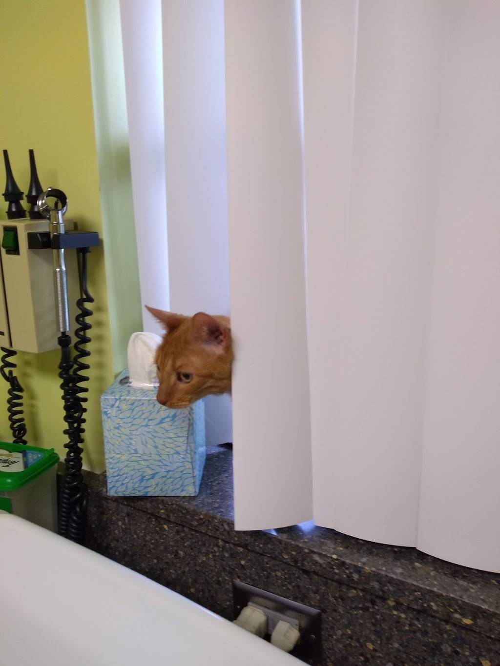 The Cat Hospital of Orlando | 266 E Altamonte Dr, Altamonte Springs, FL 32701, USA | Phone: (407) 831-9810