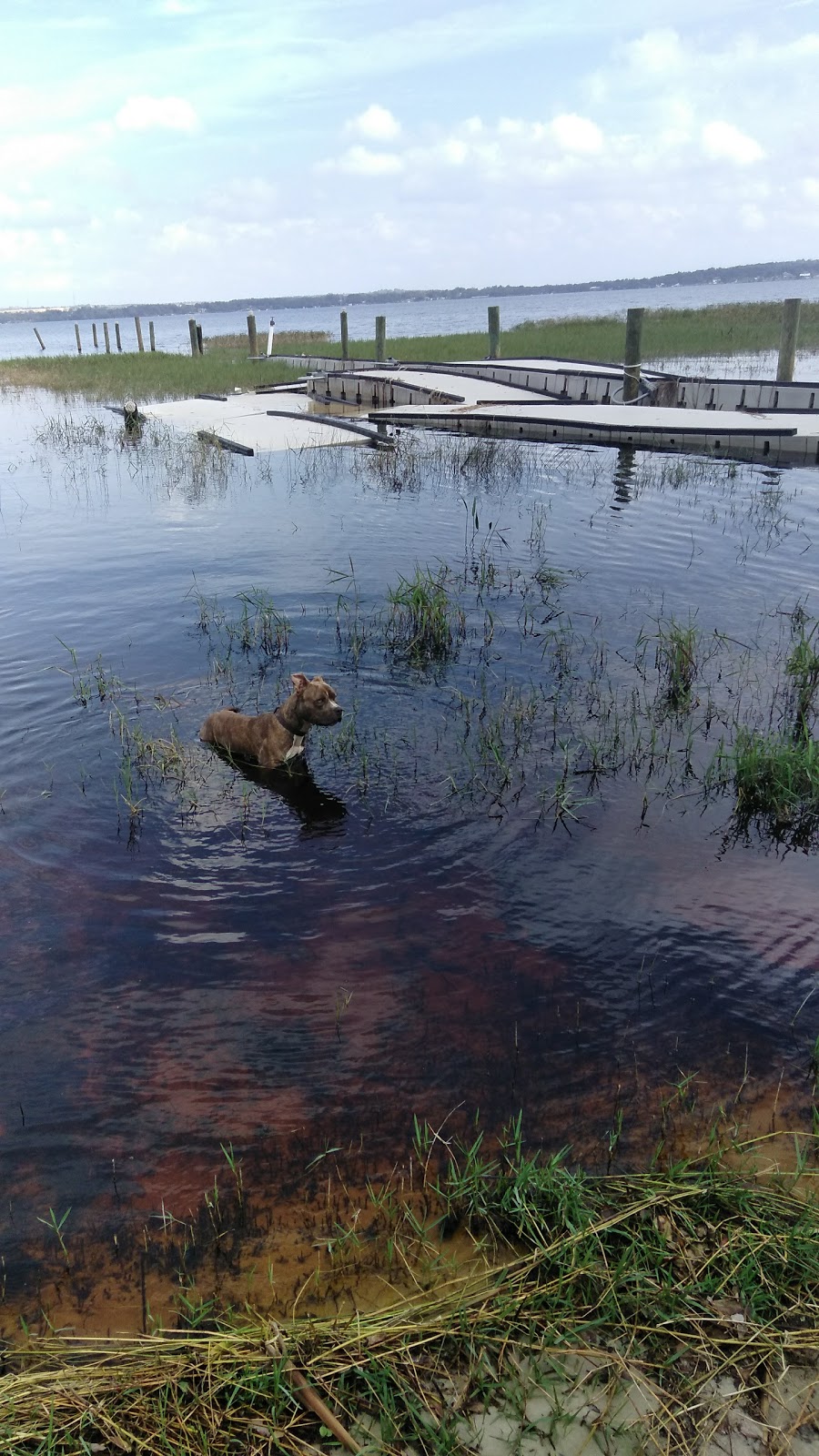 Clermont Dog Park | Clermont, FL 34711, USA