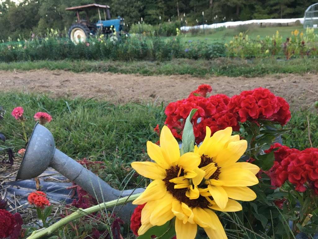 Freckled Flower Farm | 18065 Mountain Rd, Montpelier, VA 23192, USA | Phone: (804) 317-5231