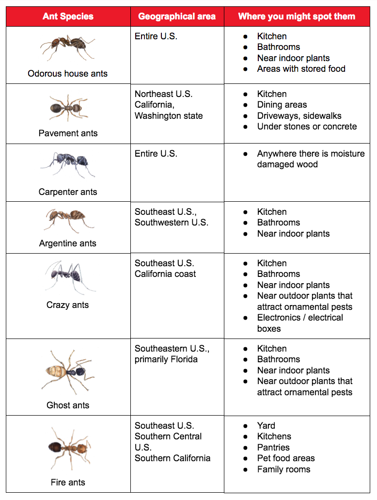 Discount Termite & Pest | 2228 Lime Tree Dr, Edgewater, FL 32141, USA | Phone: (386) 427-4488