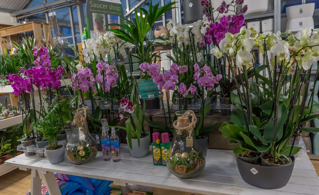 Vanstone Park Garden Centre | Hitchin Road Codicote, Hitchin, Codicote, Hitchin SG4 8TH, UK | Phone: 01438 820412