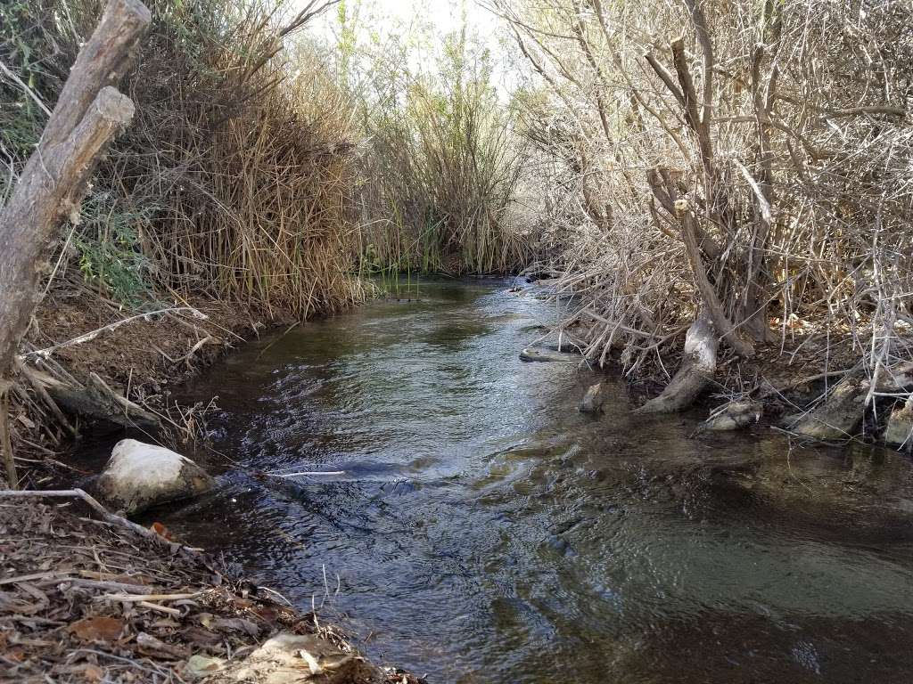 Warm Springs Natural Area | 4240 Warm Springs Rd, Moapa, NV 89025, USA