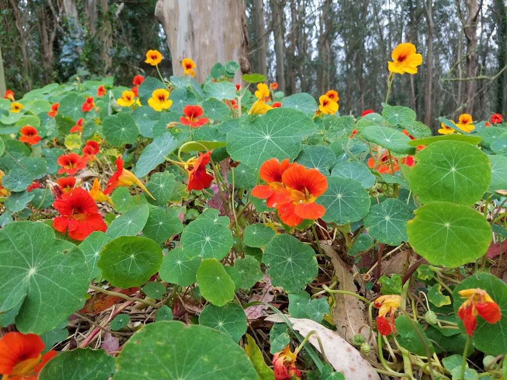 Crocker Gate Trail Head | Old Guadalupe Trail, Daly City, CA 94014, USA