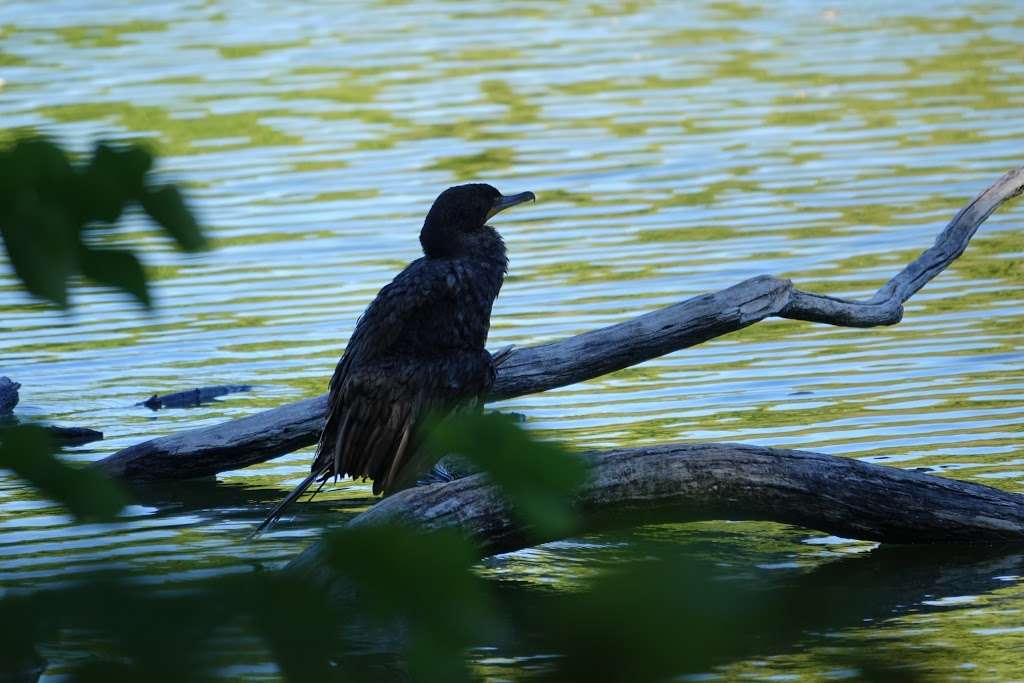 North Pond Nature Sanctuary | N Lincoln Park W, Chicago, IL 60614, USA