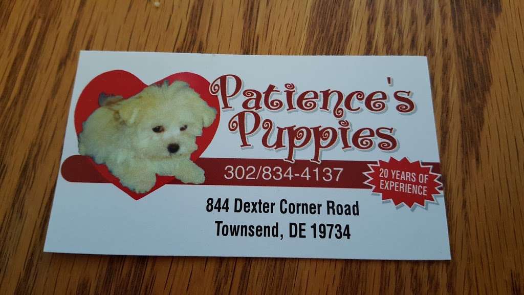 Patiences Puppies | 844 Dexter Corner Rd, Townsend, DE 19734, USA | Phone: (302) 834-4137