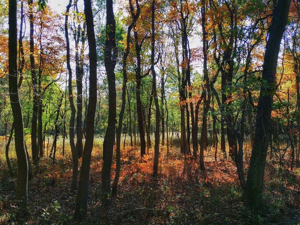 Jurgensen Woods Nature Preserve | 183rd St, Lansing, IL 60438, USA | Phone: (800) 370-3666