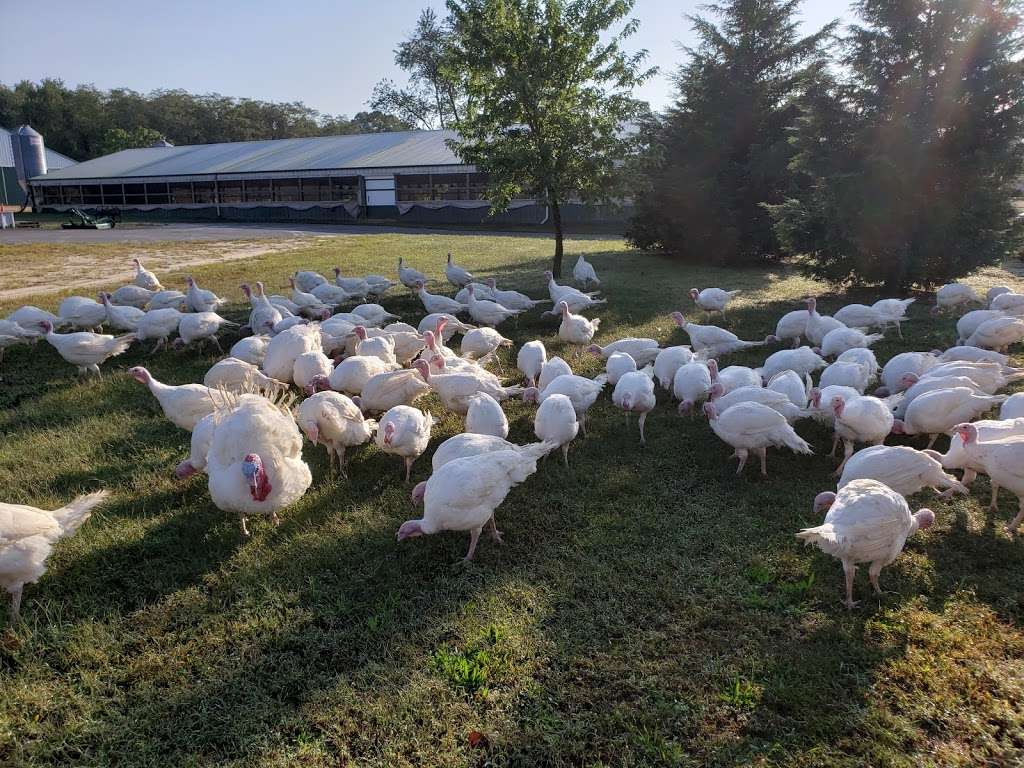 Hincks Turkey Farm | 3930 Belmar Blvd, Neptune City, NJ 07753, USA | Phone: (732) 681-0508