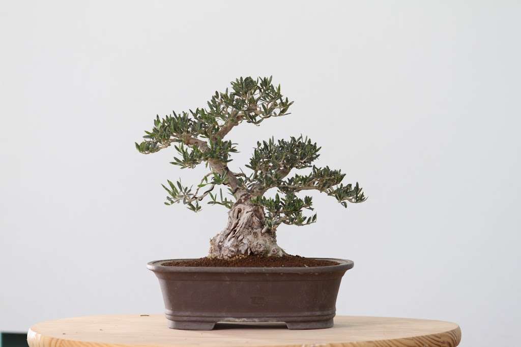 California Bonsai Studio | 4015 N Moorpark Rd, Thousand Oaks, CA 91360, USA | Phone: (805) 616-2271