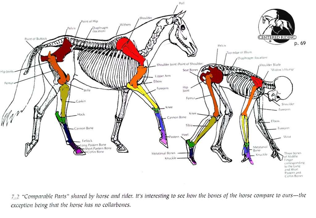 Equestriafitness and Physical Therapy | 8707, 2590 W 148th Ct, Broomfield, CO 80023, USA | Phone: (720) 201-6782