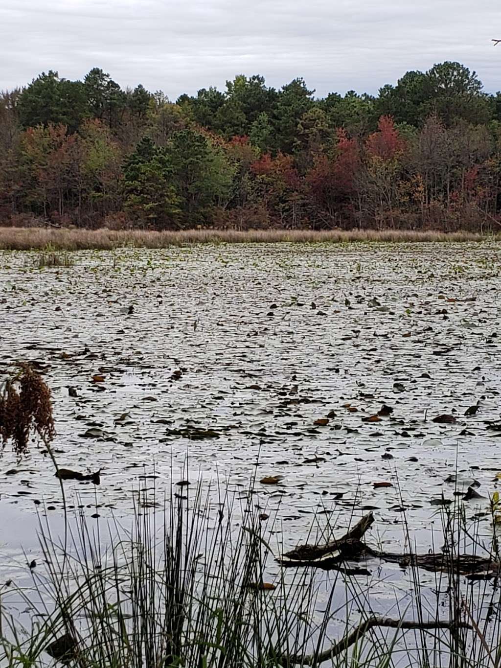 Black Run Preserve West Trailhead | 176 Kettle Run Rd, Marlton, NJ 08053, USA | Phone: (856) 596-9178