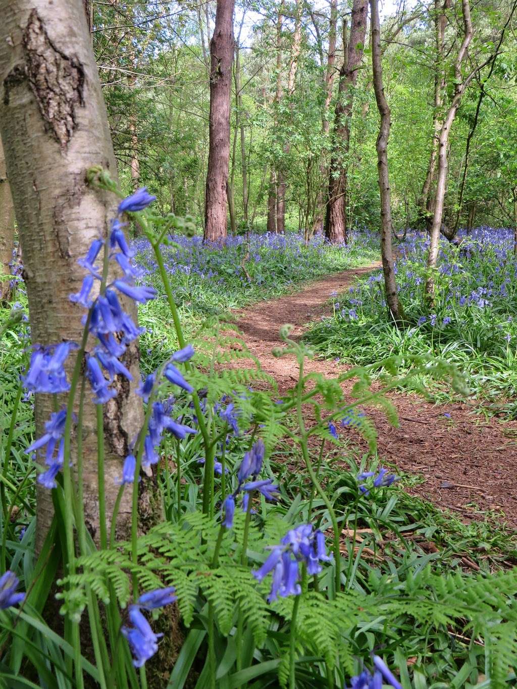 Lynda Norton: Psychotherapy & Jungian Analysis in Welwyn Garden  | 4 The Shaws, Welwyn Garden City AL7 2HR, UK | Phone: 01707 695353