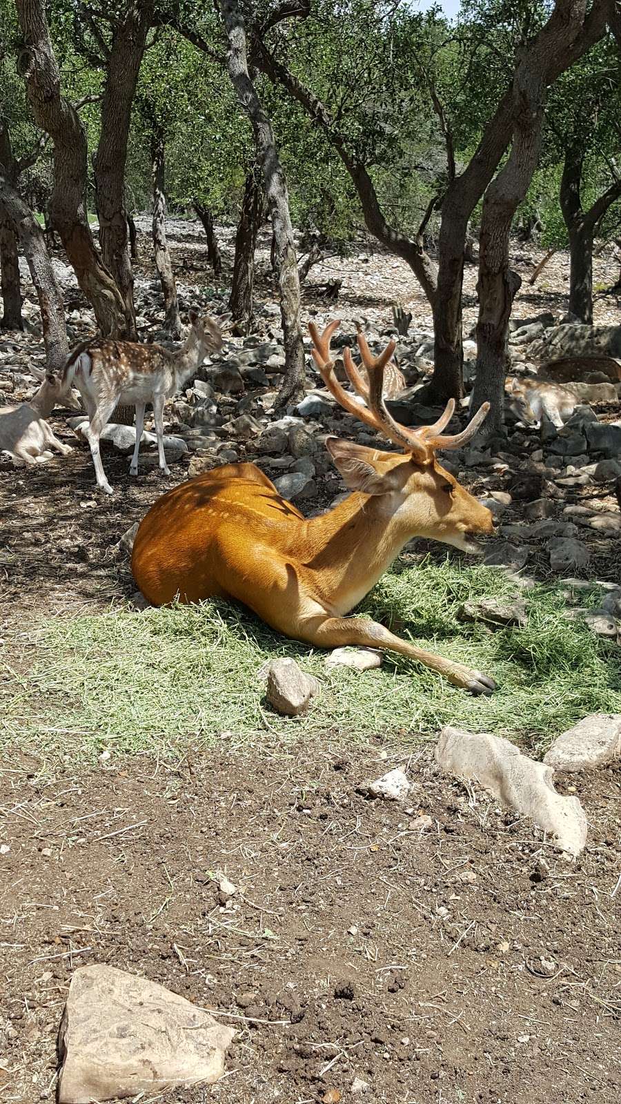 Bracken Cave Preserve (Bat Conservation International Inc Events | 26101 FM3009, San Antonio, TX 78266, USA