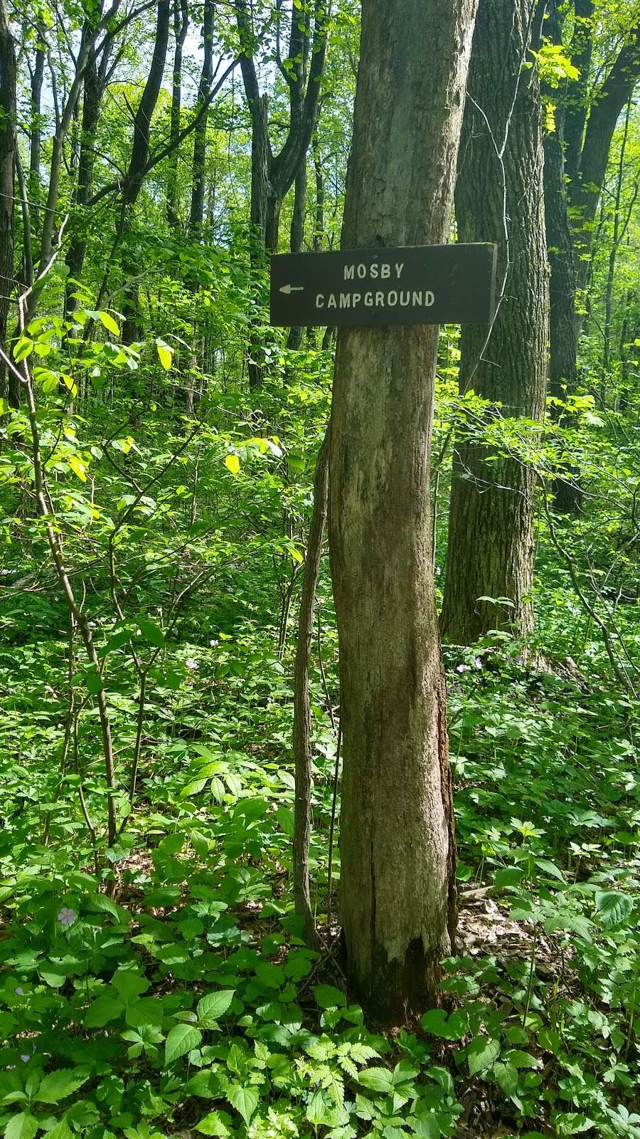 Mosby Campsite | Appalachian Trail, Linden, VA 22642, USA