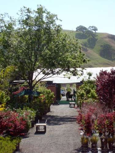 Calaveras Nursery, Inc. | 1000 Calaveras Rd, Sunol, CA 94586, USA | Phone: (925) 862-2286