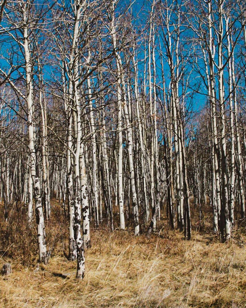 Walker Ranch Myers Homestead Trailhead | 7325 Flagstaff Rd, Boulder, CO 80302, USA | Phone: (303) 678-6200