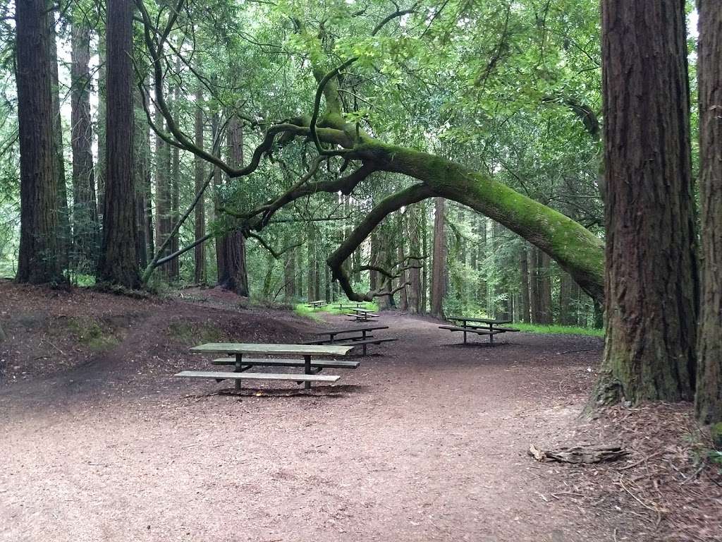 Redwood Glen Trailhead | Big Trees Trail, Oakland, CA 94611, USA