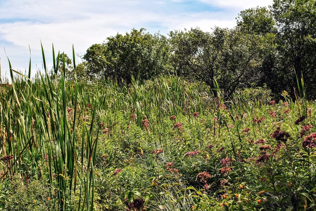 Pickerel Lake Fen State Natural Area | 101 S Webster St, Madison, WI 53703, USA | Phone: (608) 266-2621