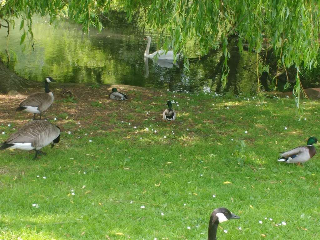 Platford Swan Pond | Hornchurch RM11 2QJ, UK