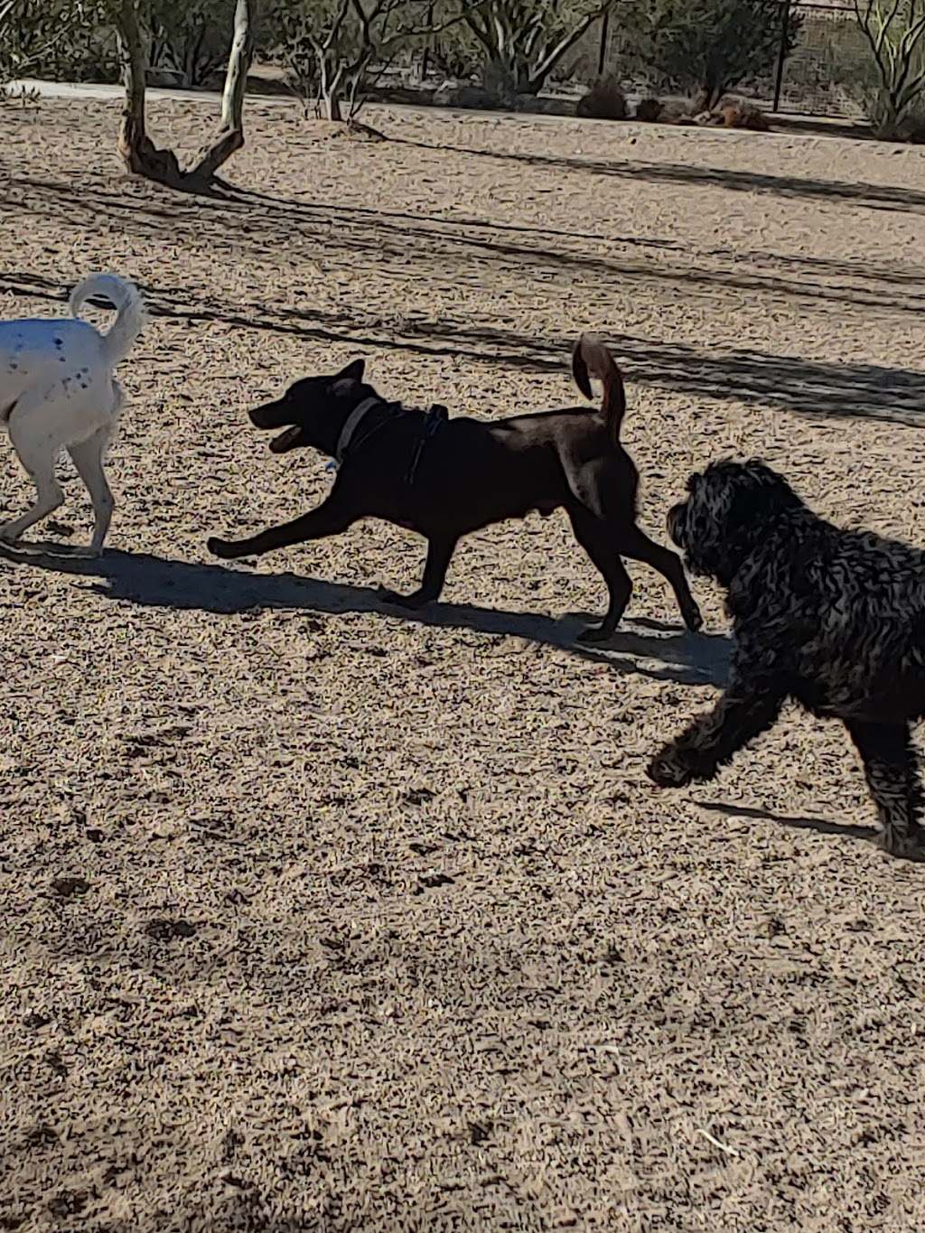 Ivans Spot Dog Park | 9820 E Rees Loop, Tucson, AZ 85747, USA | Phone: (520) 791-4873