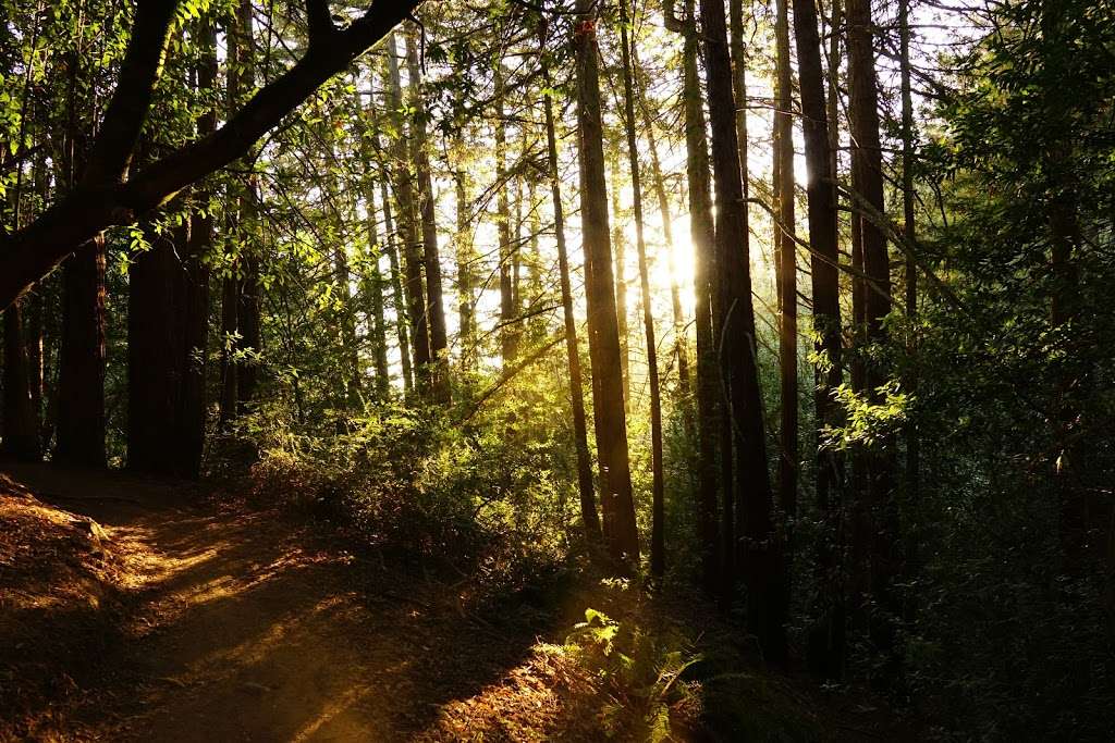 Redwood Glen Trailhead | Big Trees Trail, Oakland, CA 94611, USA