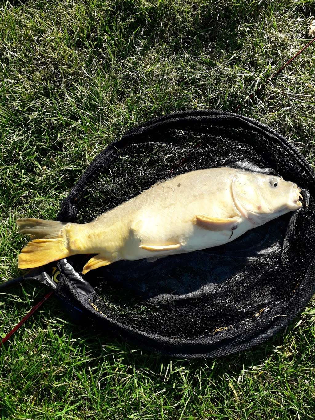 Puddledock Farm Fishery | St Mary’s Lane, Upminster RM14 3NX, UK | Phone: 07788 716837