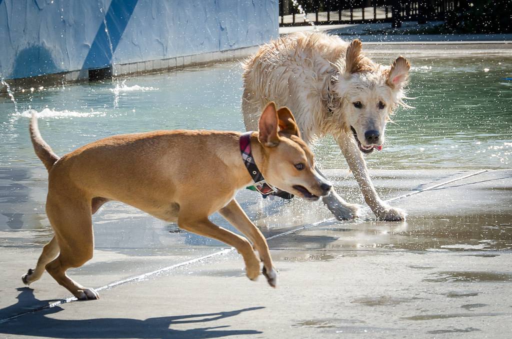 North Gasline Trail Dog Park | Gas Line Trail, Anchorage, AK 99507, USA | Phone: (907) 343-4355