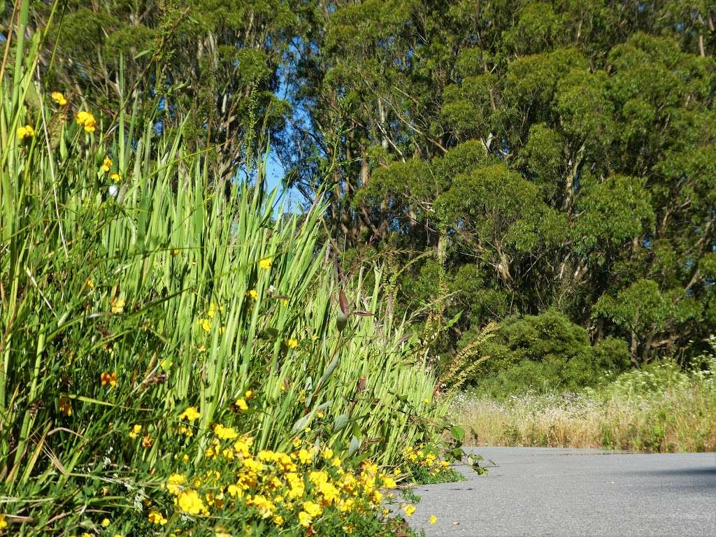 Old Guadalupe Ridge Trail | Old Guadalupe Trail, Daly City, CA 94014, USA