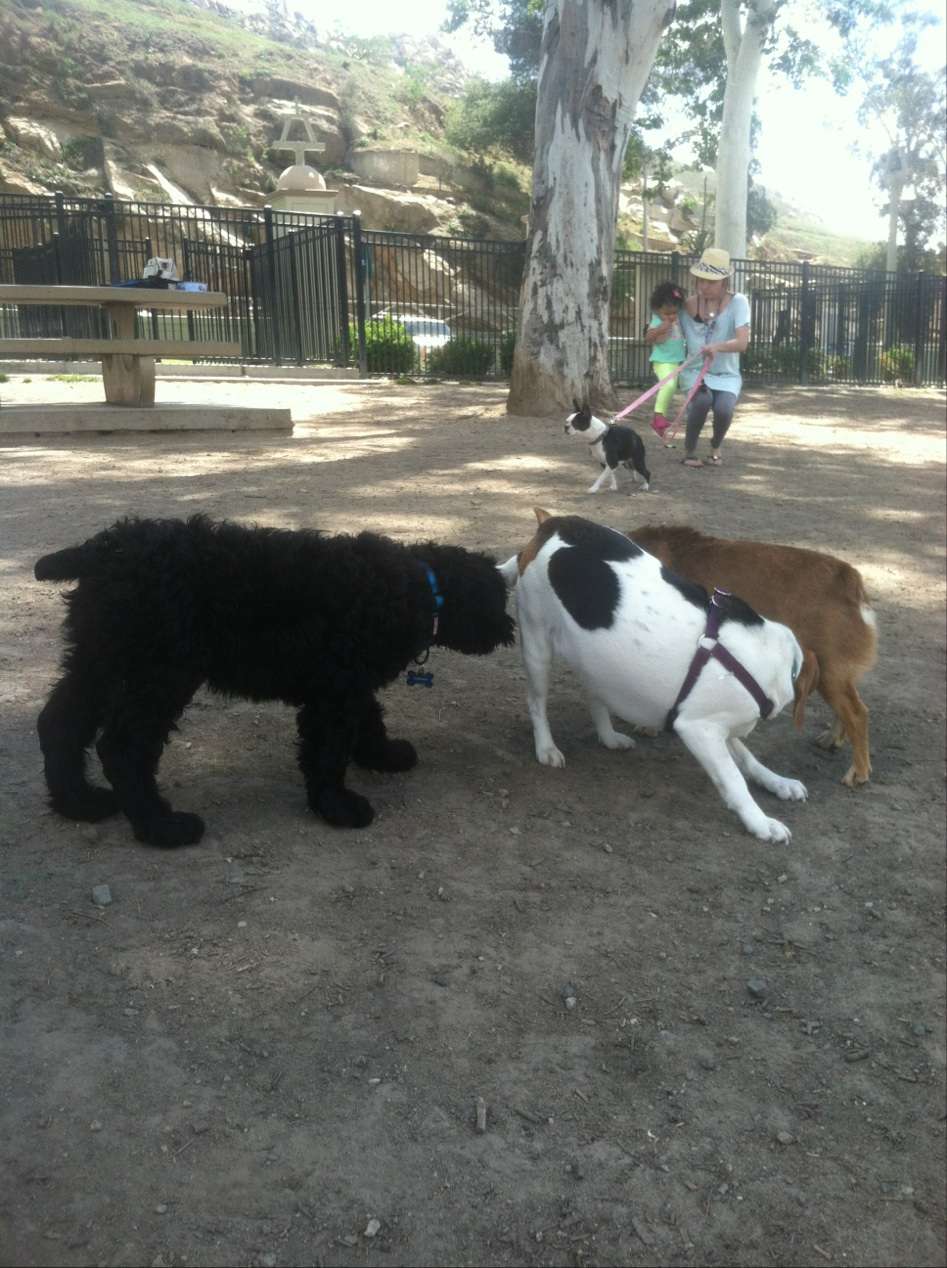 Carlson Bark Park | Mission Inn Avenue & Scout Ln, Riverside, CA 92501, USA | Phone: (951) 826-2000