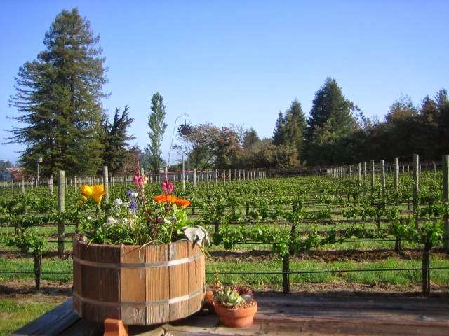 Pearlessence Vineyard Inn | 4097 Hessel Rd, Sebastopol, CA 95472, USA | Phone: (707) 823-5092